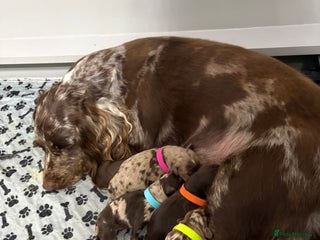 Cockapoo dogs Cockapoo puppies - Advert 11