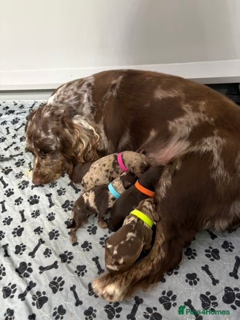 Cockapoo dogs Cockapoo puppies - Advert 16