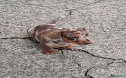 Miniature Dachshund dogs for sale: 2 Minature Dachshund dog pups - Image 2