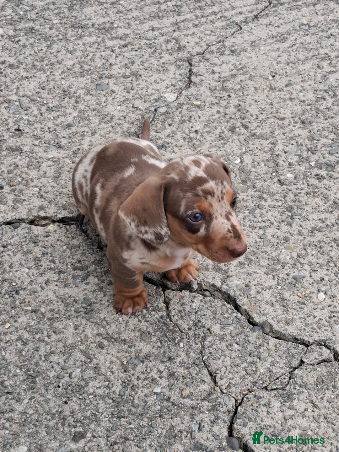 Miniature Dachshund dogs for sale: 2 Minature Dachshund dog pups - Image 2