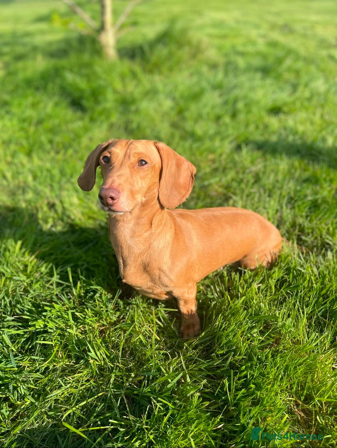 Jackshund dogs miniture jackadash - Advert 2