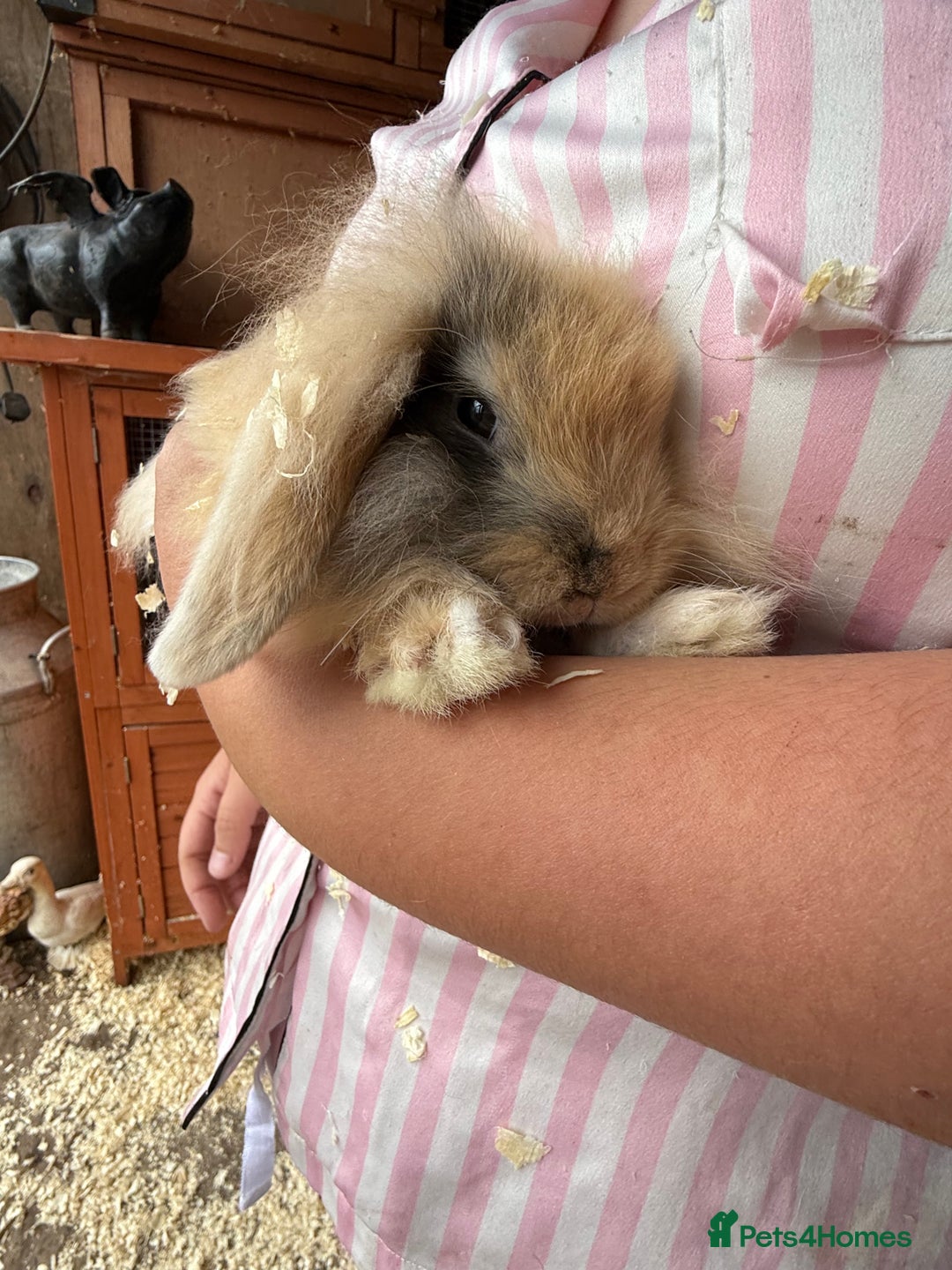 Mini Lop rabbits for sale: 1 beautiful mini lops for sale  - Image 16