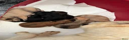 Mixed Breed dogs for sale: 7 beautiful Malkita x puppies with unique colours  - Advert 17