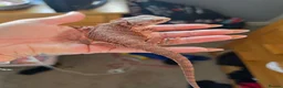 Bearded Dragon reptiles for sale: Beaded dragon  - Advert 6