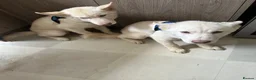 Siberian Husky dogs for sale: 3 Husky Puppies For Sale  - Advert 7
