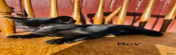 Mixed Breed cats for sale: *READY NOW* 3 Beautiful Black Kittens  - Advert 16