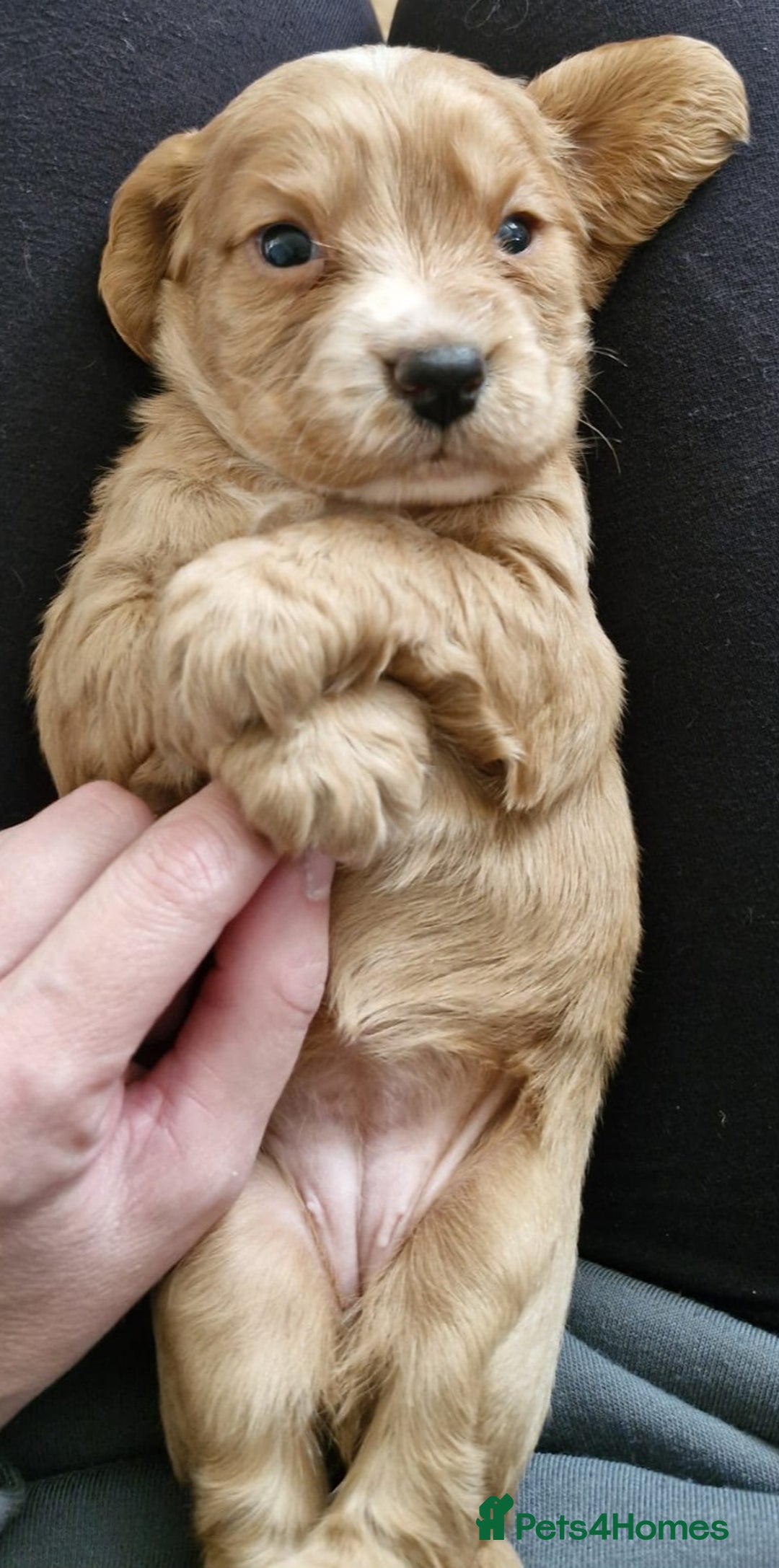 Cocker Spaniel dogs for sale: Cocker spaniel  - Image 4