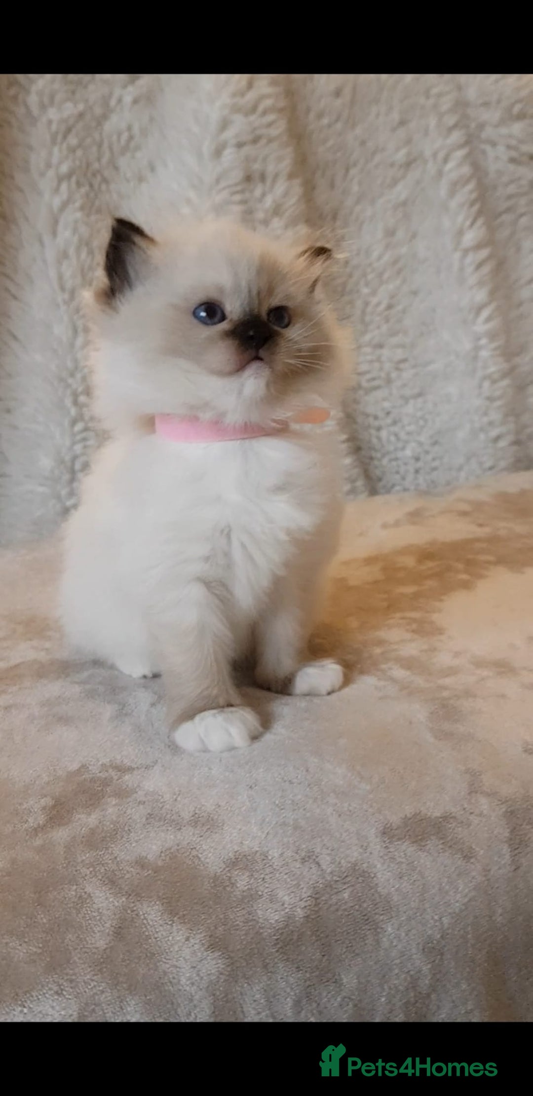 Ragdoll cats for sale: Exceptional Bloodlines Ragdoll kittens  - Advert 14