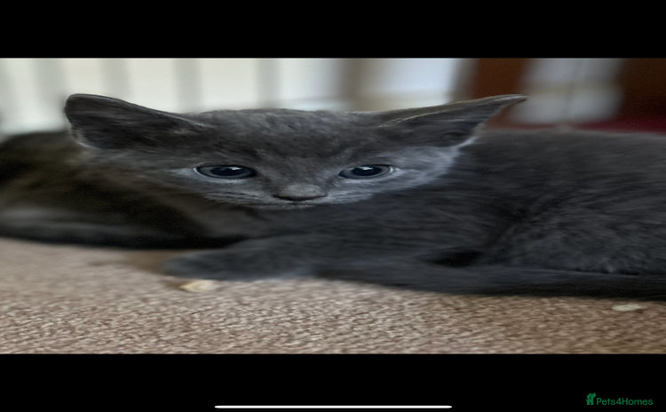 Mixed Breed cats - Advert 13