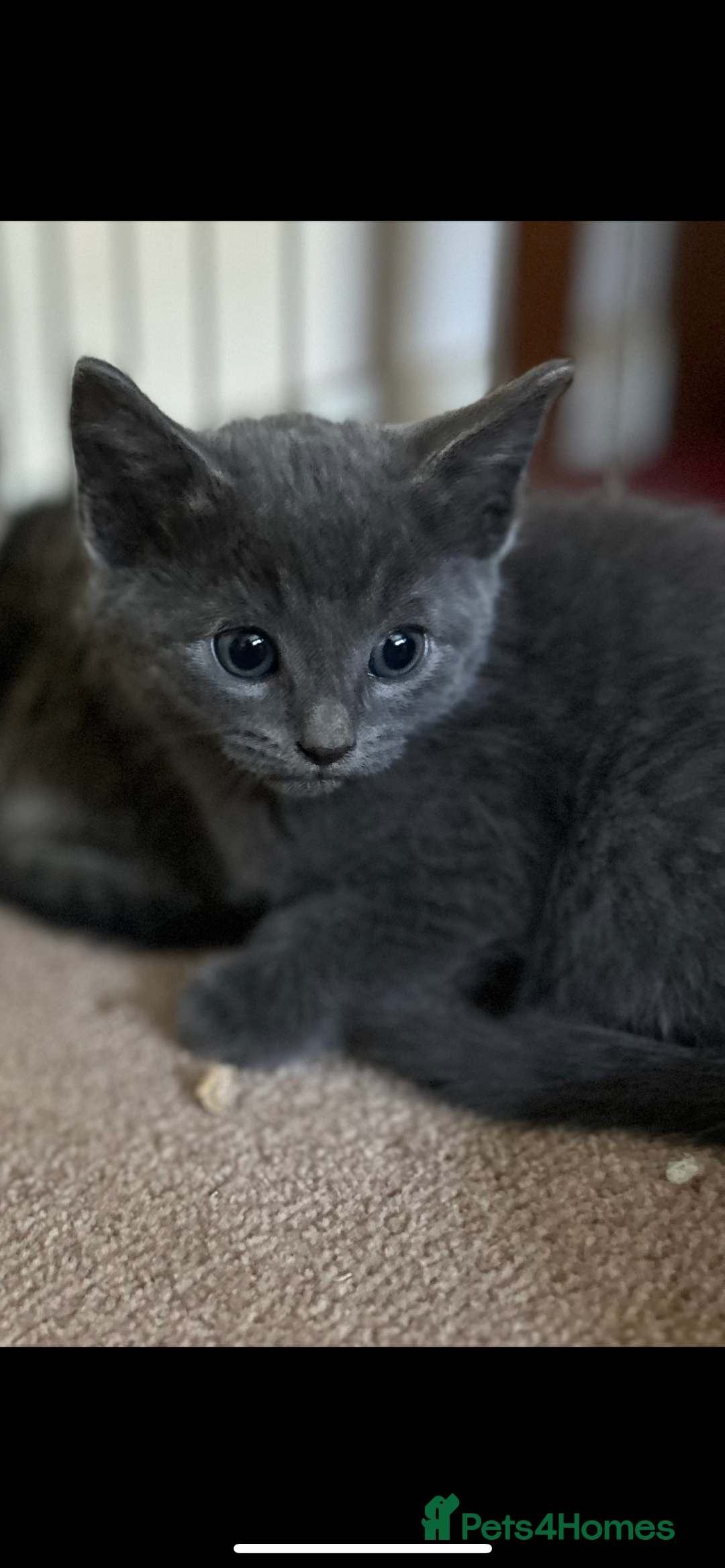 Mixed Breed cats for sale: Beautiful kittens  - Image 1