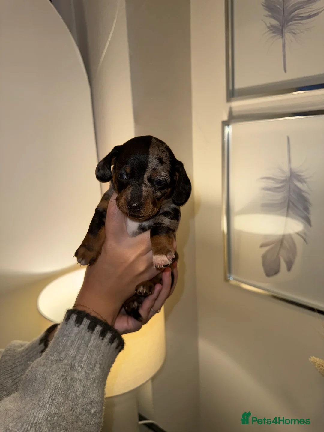 Miniature Dachshund dogs for sale: Three beautiful miniature Dachshund girls  in Hull - Advert 5