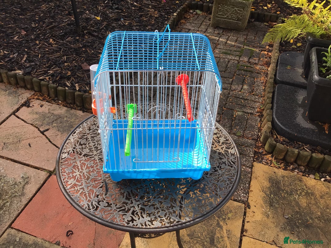 Budgerigars birds for sale: Male budgie with cage/stand - Image 5