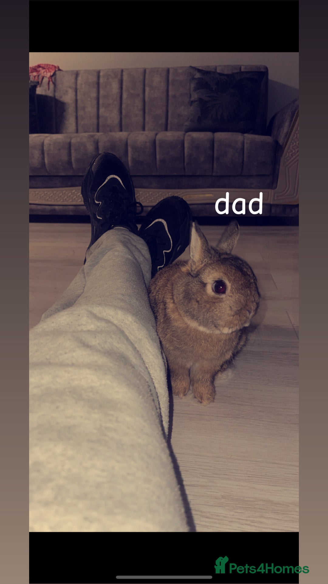Mini Lion Lop rabbits for sale: Mini lop lion heads  - Image 7