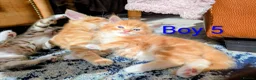 Mixed Breed cats for sale: Gorgeous Tabby Kittens for sale Ready June 17 - Advert 28