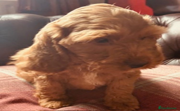 Cockapoo dogs - Advert 3