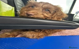 Cockapoo dogs for sale: Red cockerpoo female  - Image 4