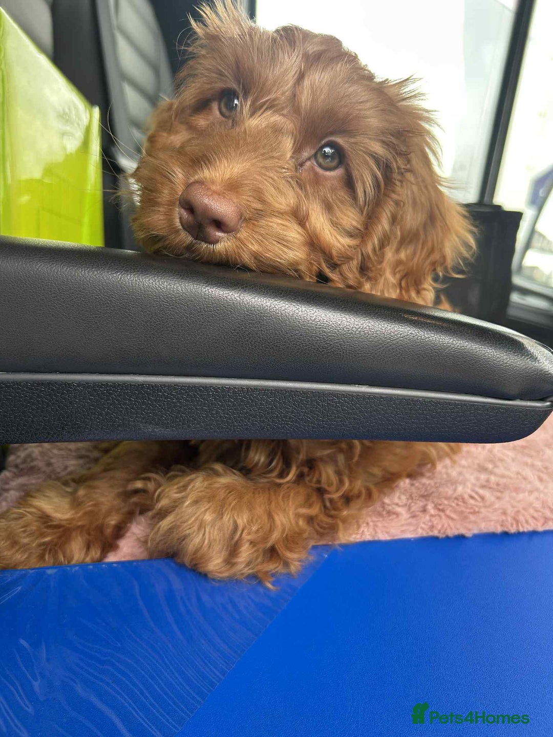 Cockapoo dogs for sale: Red cockerpoo female  - Image 4