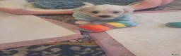 Maltese dogs for sale: Cute puppies❤️💜🩵🩶 - Advert 16