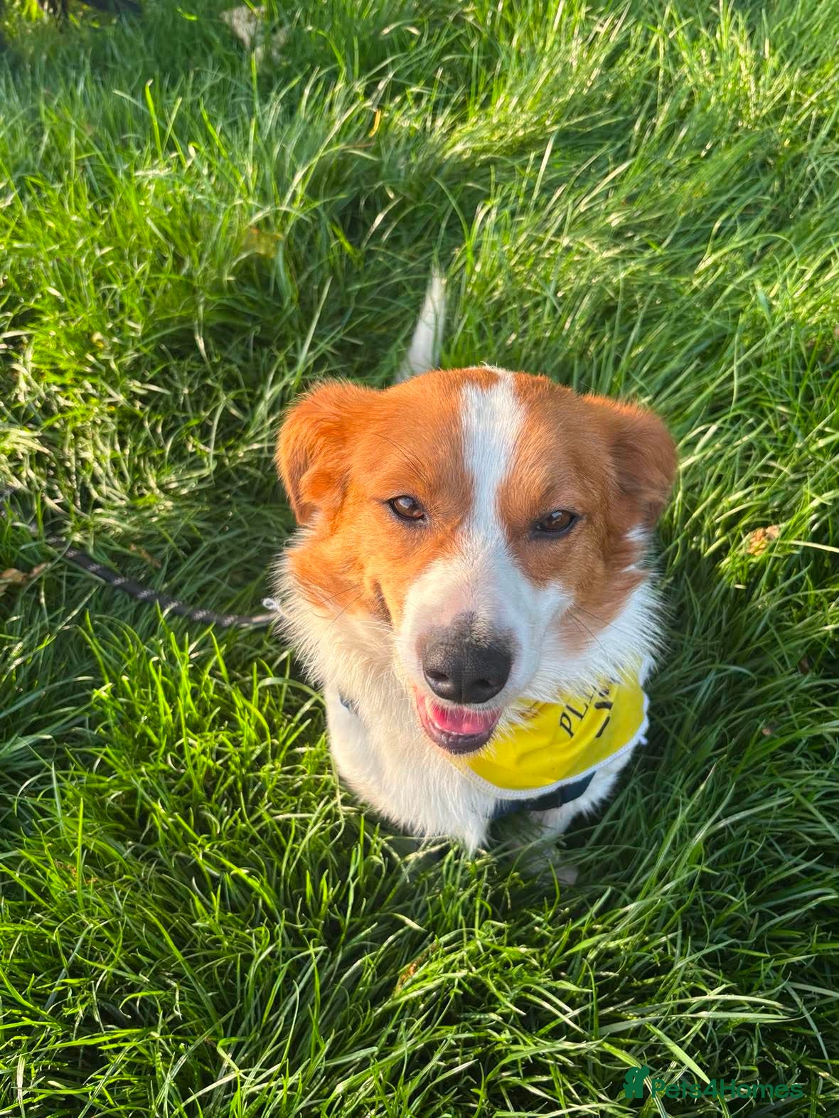 Mixed Breed dogs for adoption: Gregory for adoption in Leigh-on-Sea - Advert 1
