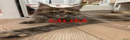 Maine Coon cats for sale: TICA Registered Full Maine Coon Kittens - Advert 11