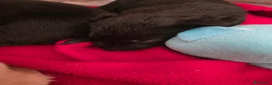 Labrador black