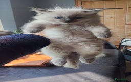 Ragdoll cats for sale: Beautiful Ragdoll kittens - Image 2