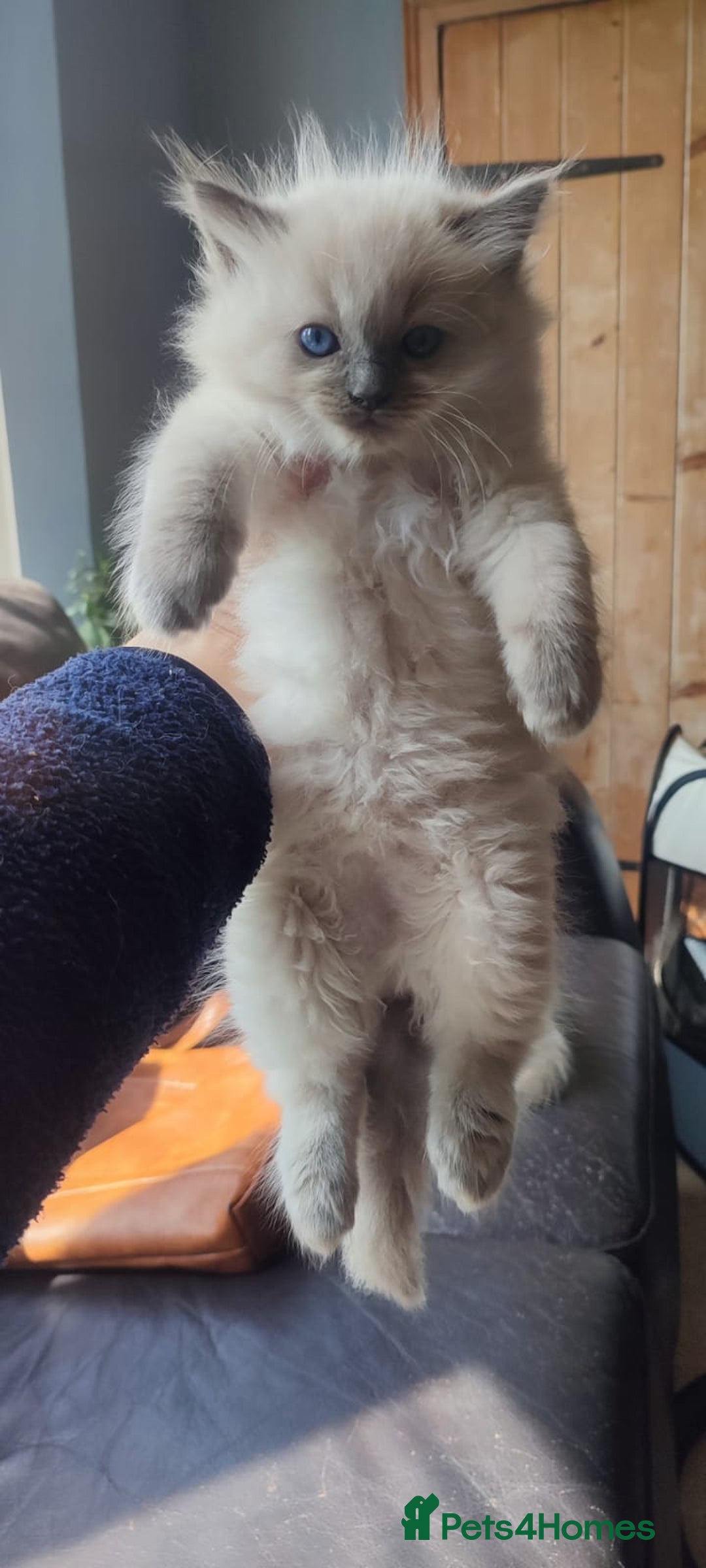 Ragdoll cats for sale: Beautiful Ragdoll kittens - Image 2