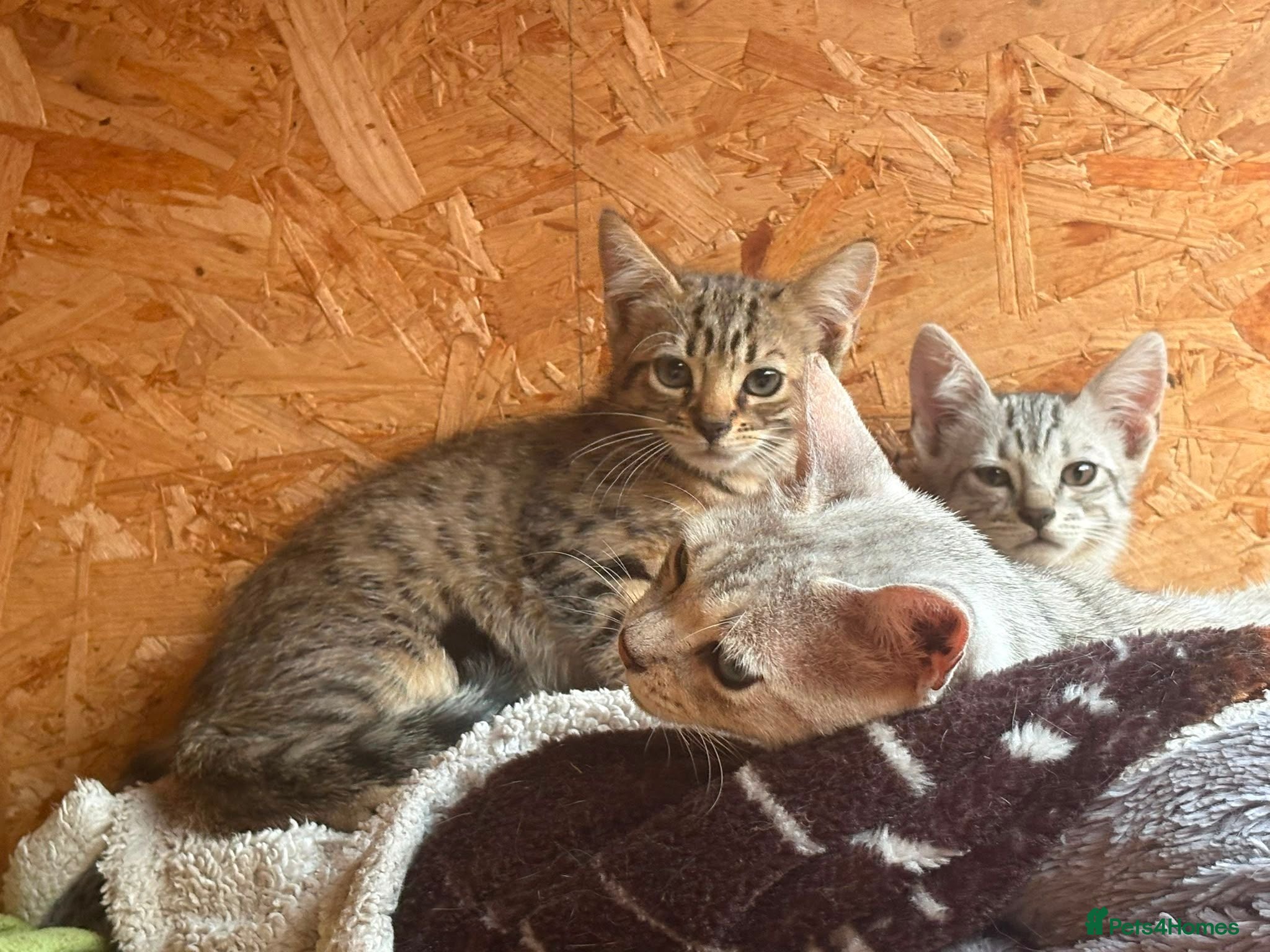 Bengal cats Beautiful Bengal x kittens for sale - Advert 1