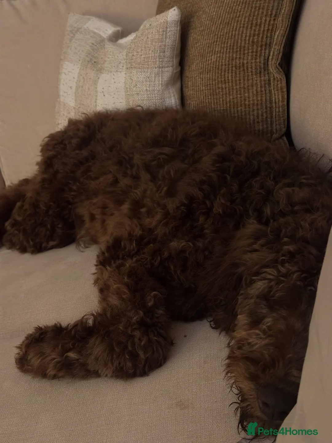 Goldendoodle dogs for sale: Female Goldendoodle £675 - Advert 2