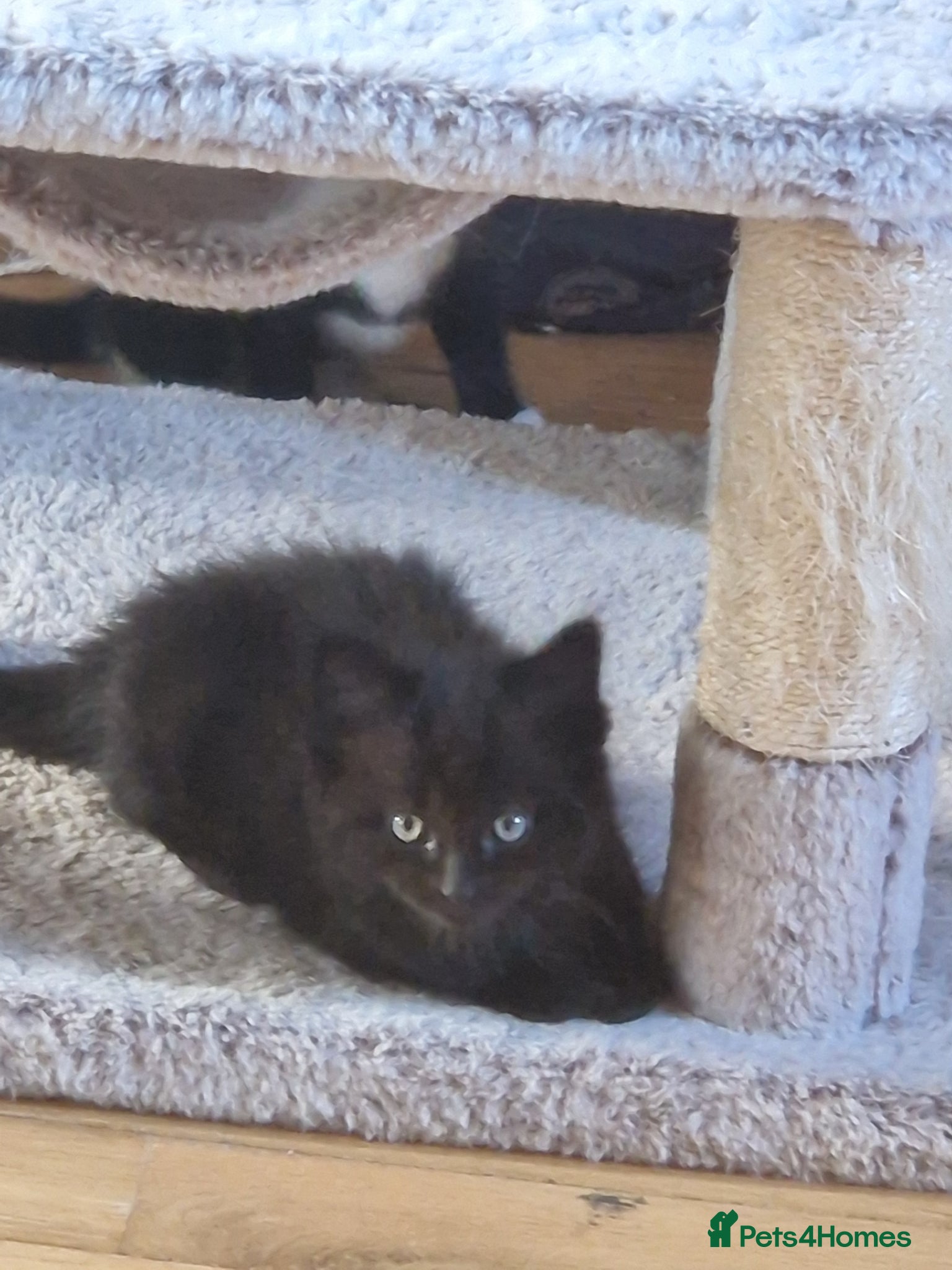 Mixed Breed cats for sale: Ragdoll Cross Black Long Haired Kitten  - Advert 2