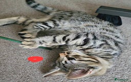Bengal cats for sale: Elven Bengals - Image 8