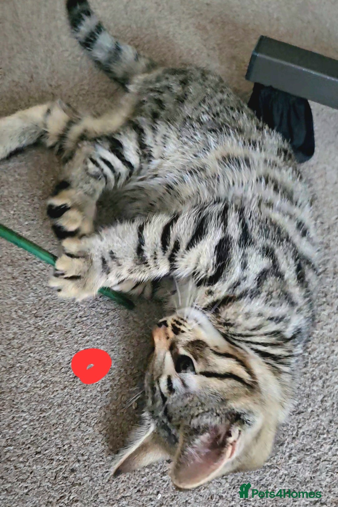 Bengal cats for sale: Elven Bengals - Image 8