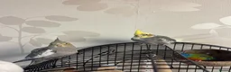 Cockatiels birds for sale: Baby cockatiel for sale  - Advert 3
