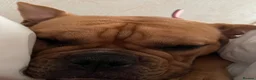Old Tyme Bulldog dogs for sale: Old English bulldogge dog - Advert 3