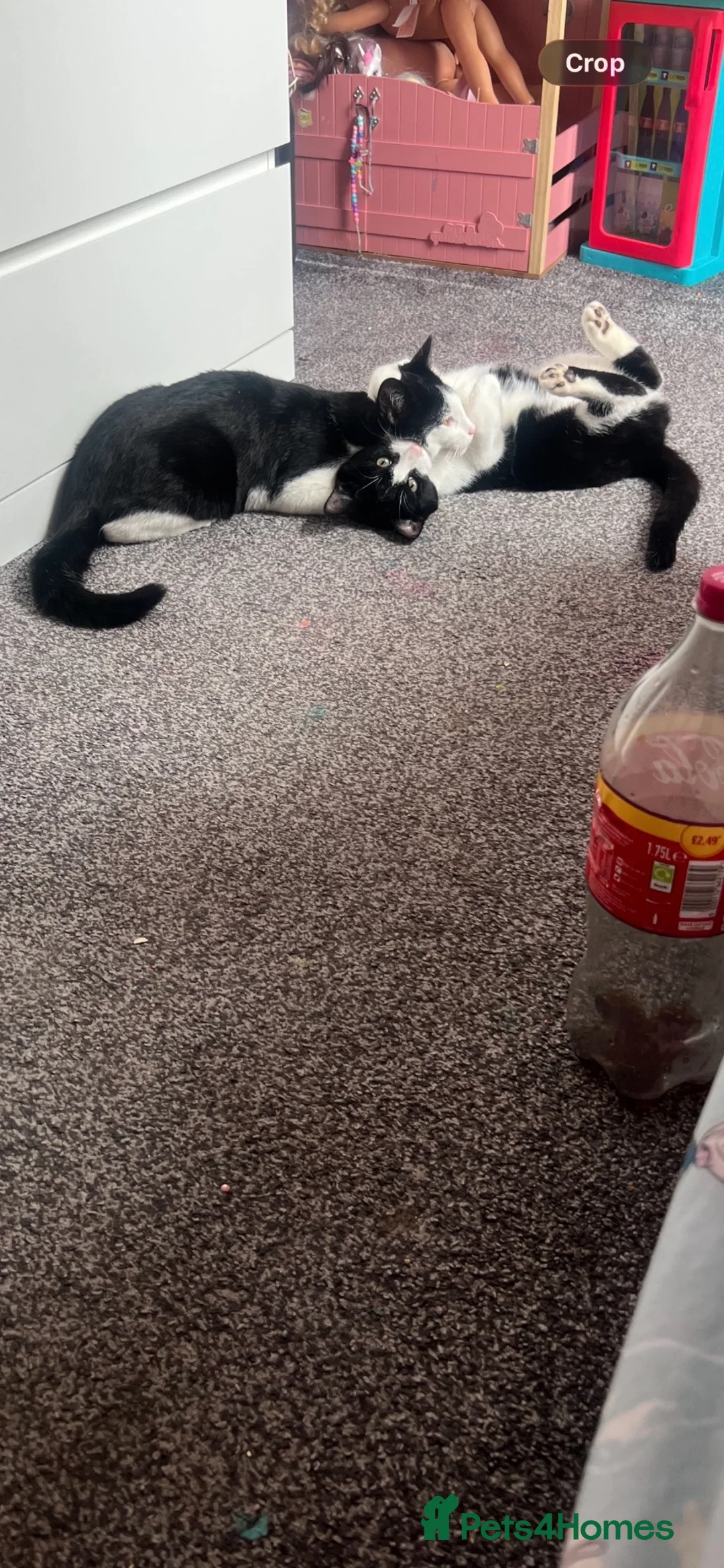 Domestic Shorthair cats for sale: 2 8 month old unneutered male cats  in Stockport - Advert 6