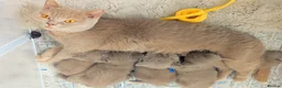 British Shorthair cats for sale: Beautiful Pure Breed ✨ British Shorthair Kittens ⭐ - Advert 9