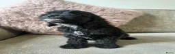 Cockapoo dogs for sale: Adorable Cockapoos’s ready now - Advert 32