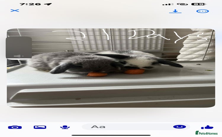 Mini Lop rabbits - Advert 3