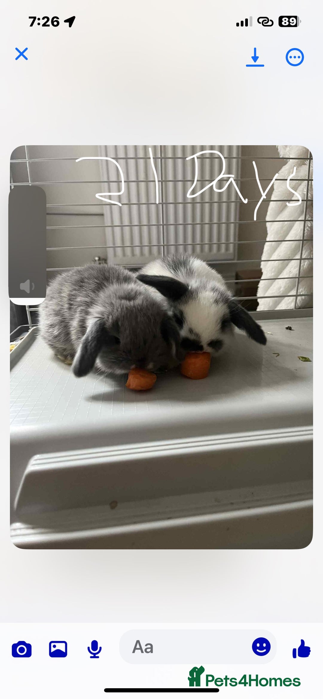 Mini Lop rabbits for sale: 2 baby mini lop bunnies  - Image 1