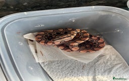 Boa Snake reptiles for sale: Brazilian rainbow boa babies  - Image 7