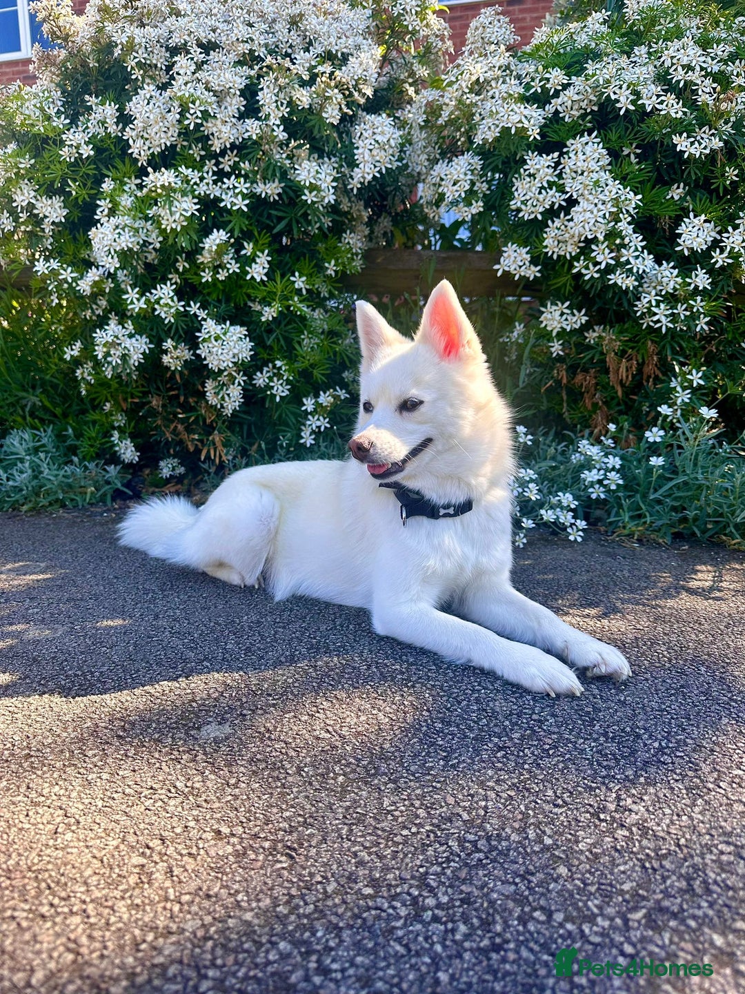 Pomsky dogs for sale: Vergil - Image 14