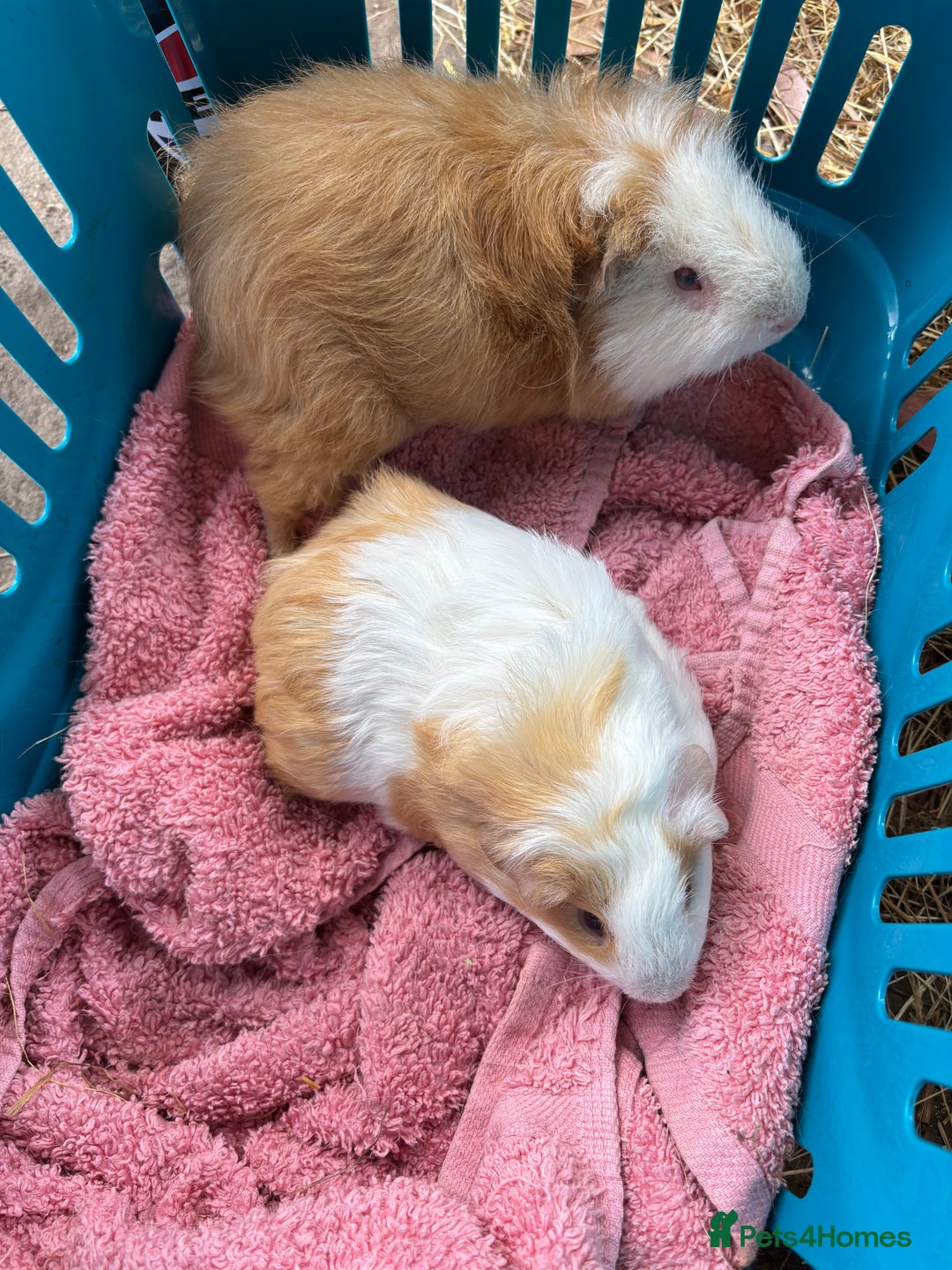 Guinea Pig rodents for sale: 2 x boars - Image 1