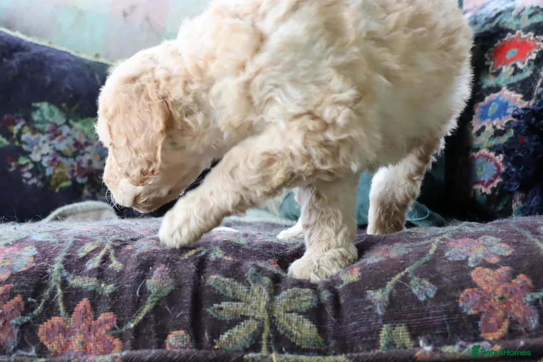 Labradoodle dogs for sale: F3 Labradoodle Puppies Licenced Breeder - Image 19