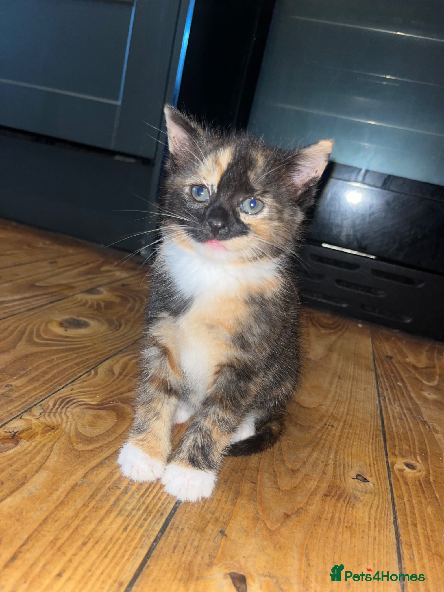 Mixed Breed cats Beautiful kitten ready for new home  - Advert 16