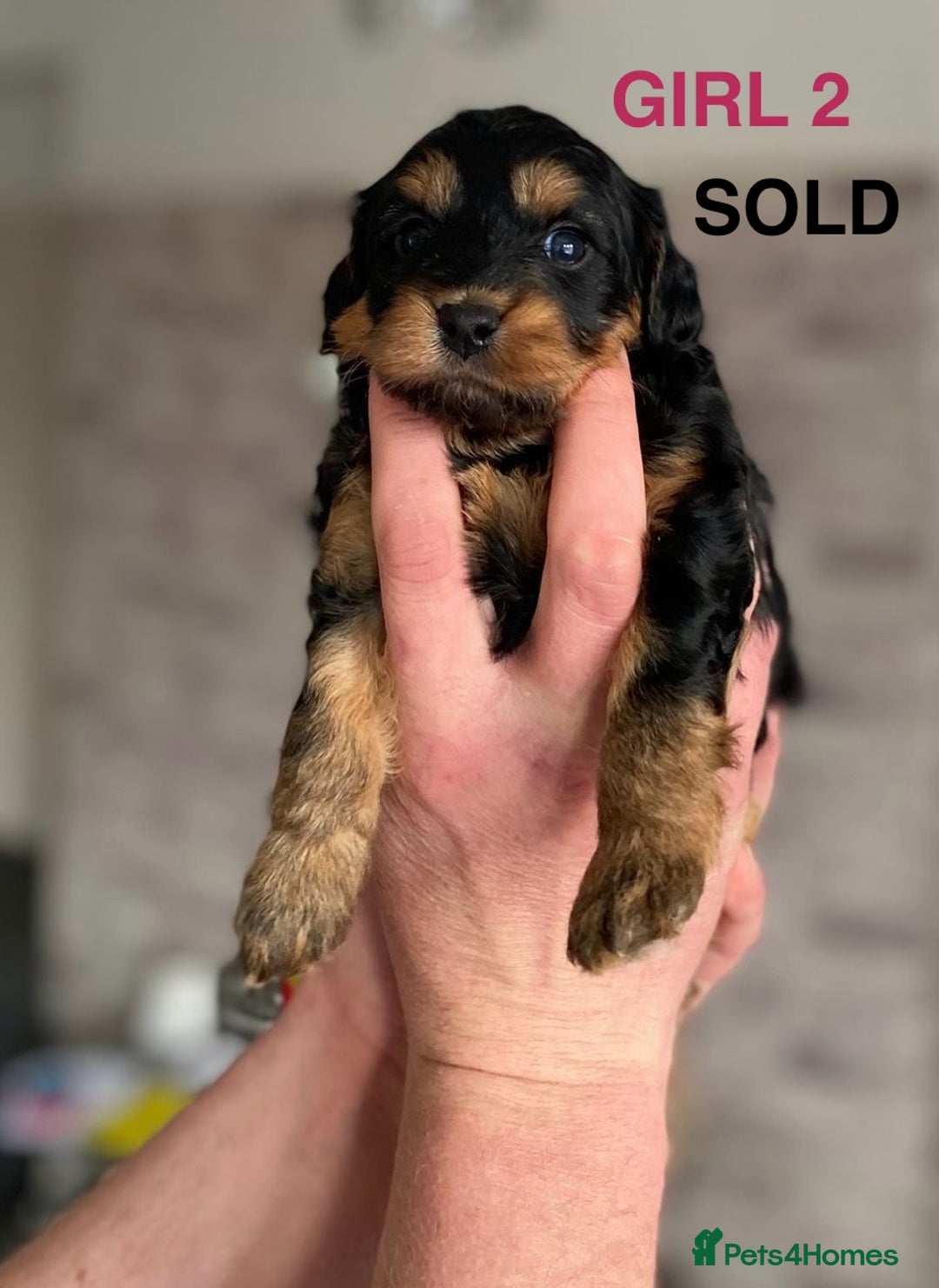 Cockapoo dogs for sale: F1b Cockapoo Puppies  - Advert 5