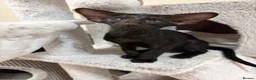 Oriental cats for sale: GCCF Registered Black Oriental Girl - Advert 10