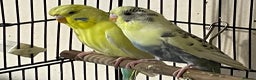 Budgerigars birds for sale: Hen resesive pied budgies 2 avalible - Advert 3