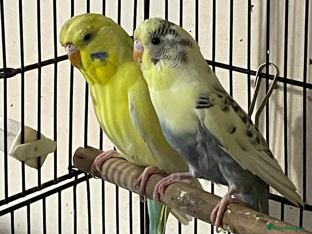 Budgerigars birds for sale: Hen resesive pied budgies 2 avalible - Advert 3
