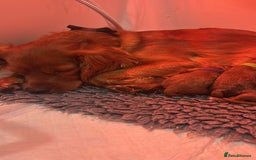 Cavapoo dogs for sale: Litter of 5 born 8/11/25; only one boy left  - Advert 8