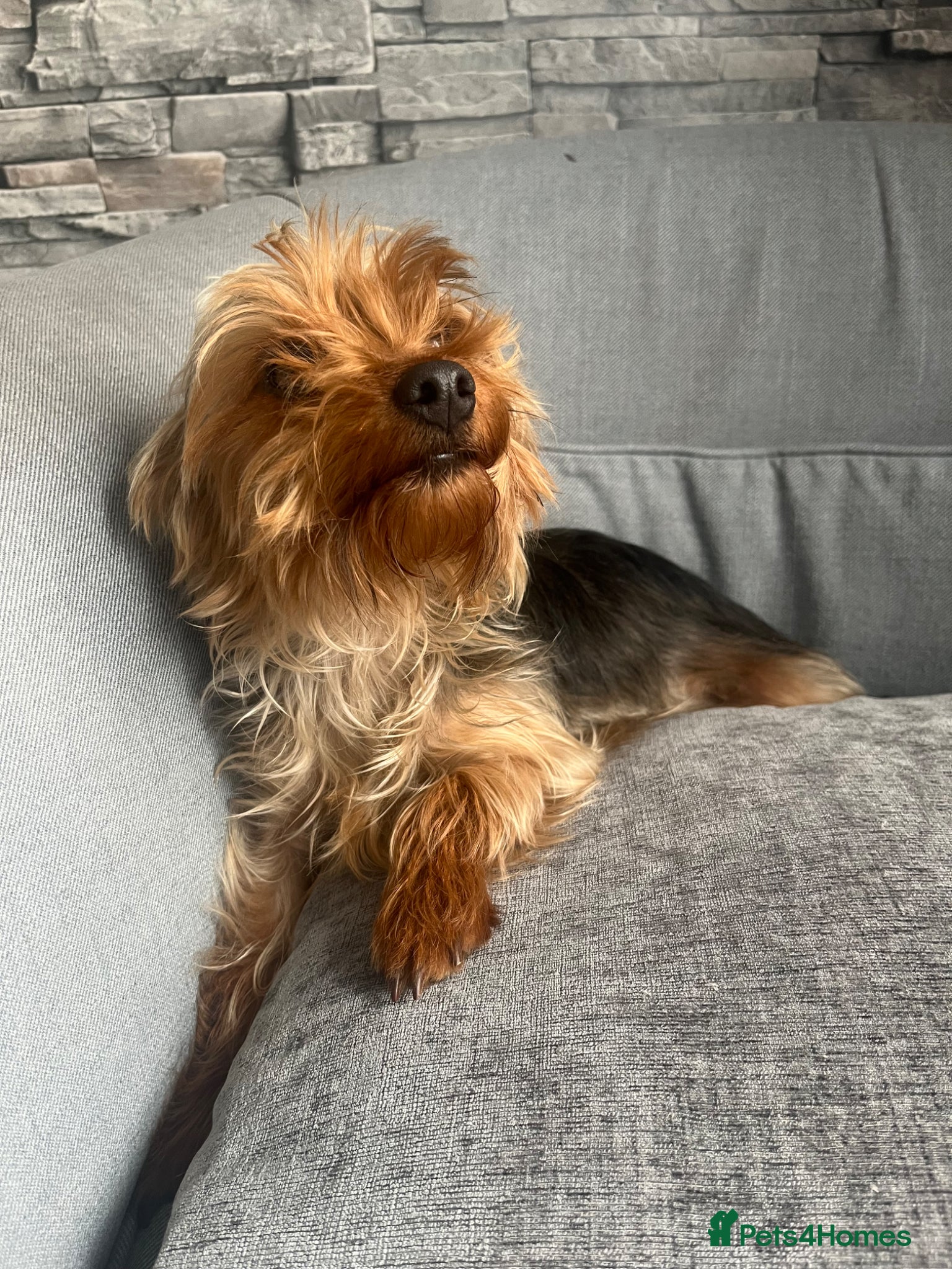 Yorkshire Terrier dogs for sale: Yorkshire terrier 1 year old girl  - Advert 8